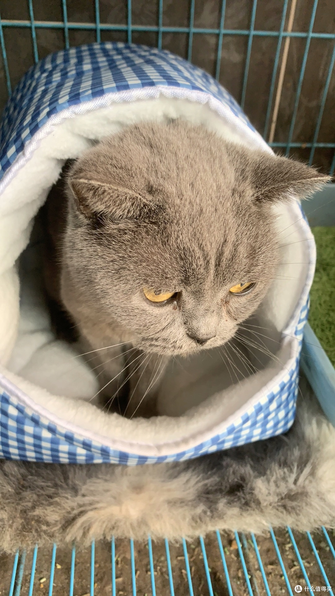 晒双11养宠好物,多功能可爱猫窝给毛孩子一个家
