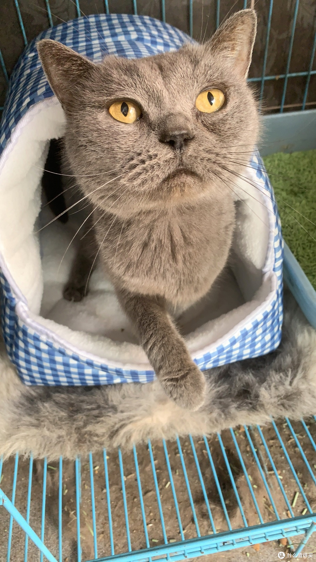 晒双11养宠好物,多功能可爱猫窝给毛孩子一个家