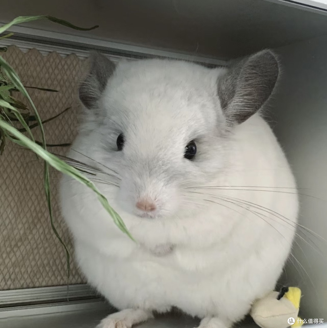 除了猫和狗之外,9种适合家养的小宠物