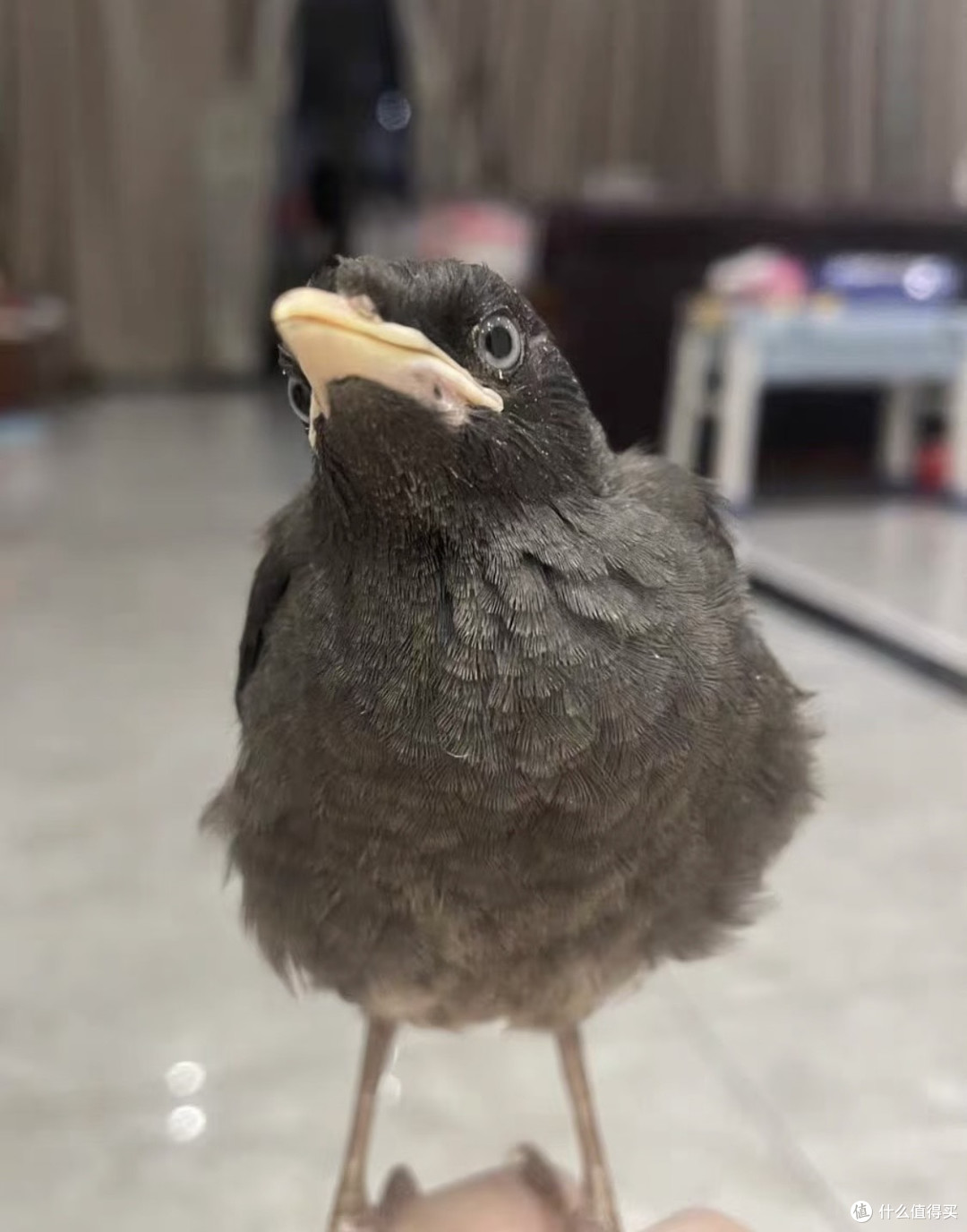 除了猫和狗之外,9种适合家养的小宠物