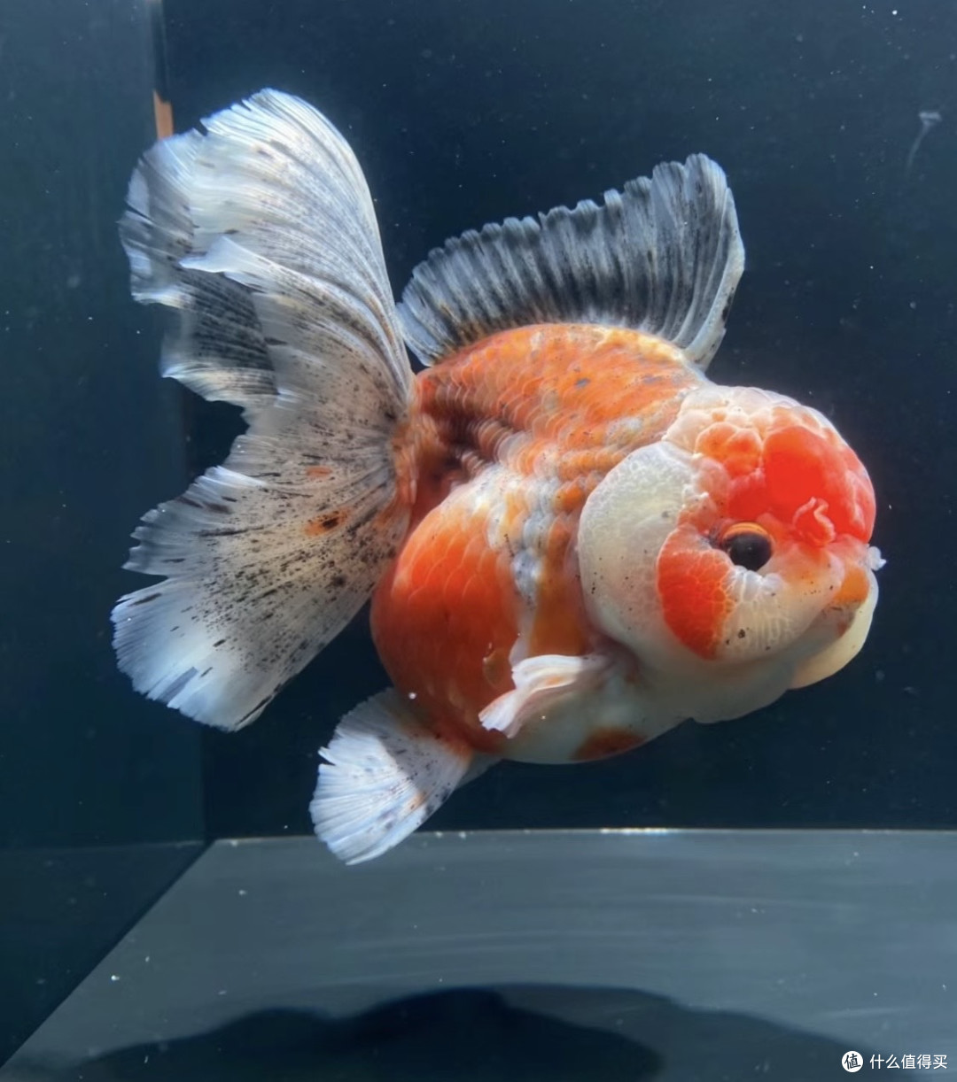 除了猫和狗之外,9种适合家养的小宠物