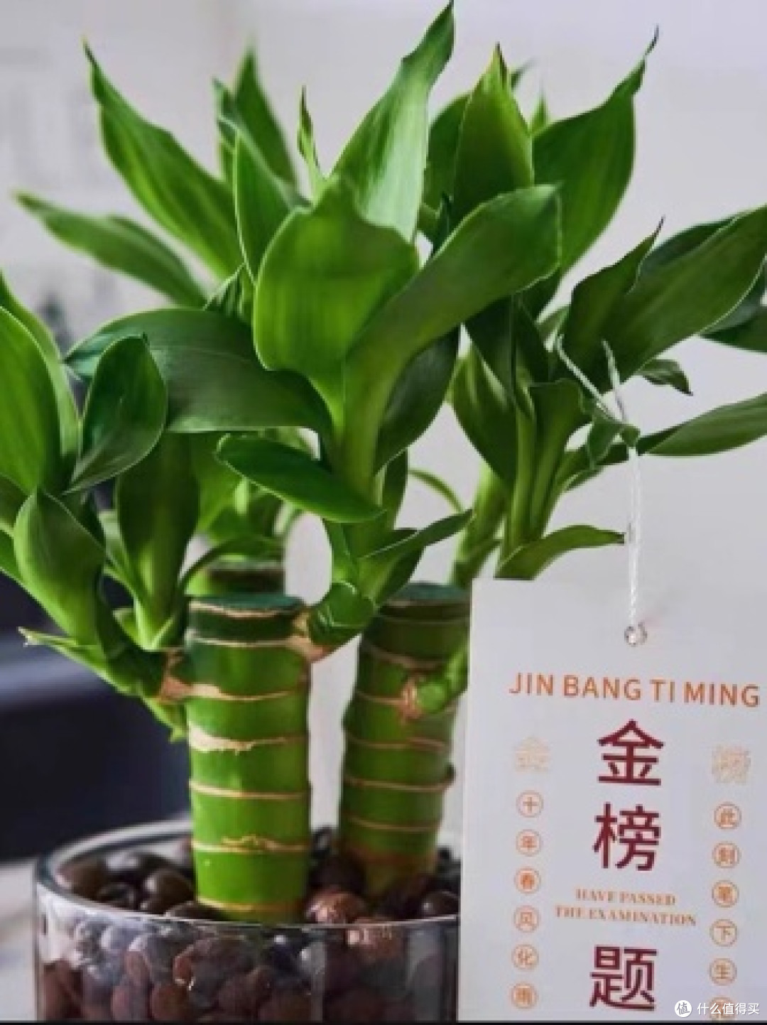 招财又金榜题名,书桌盆栽超实用👏