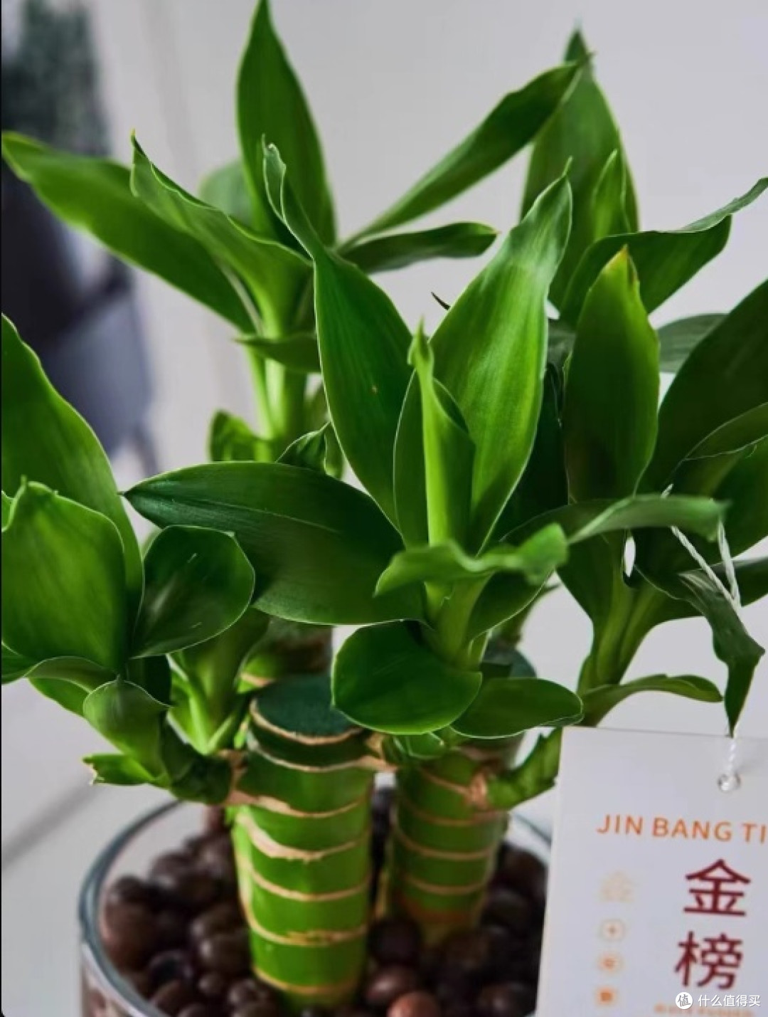 招财又金榜题名,书桌盆栽超实用👏