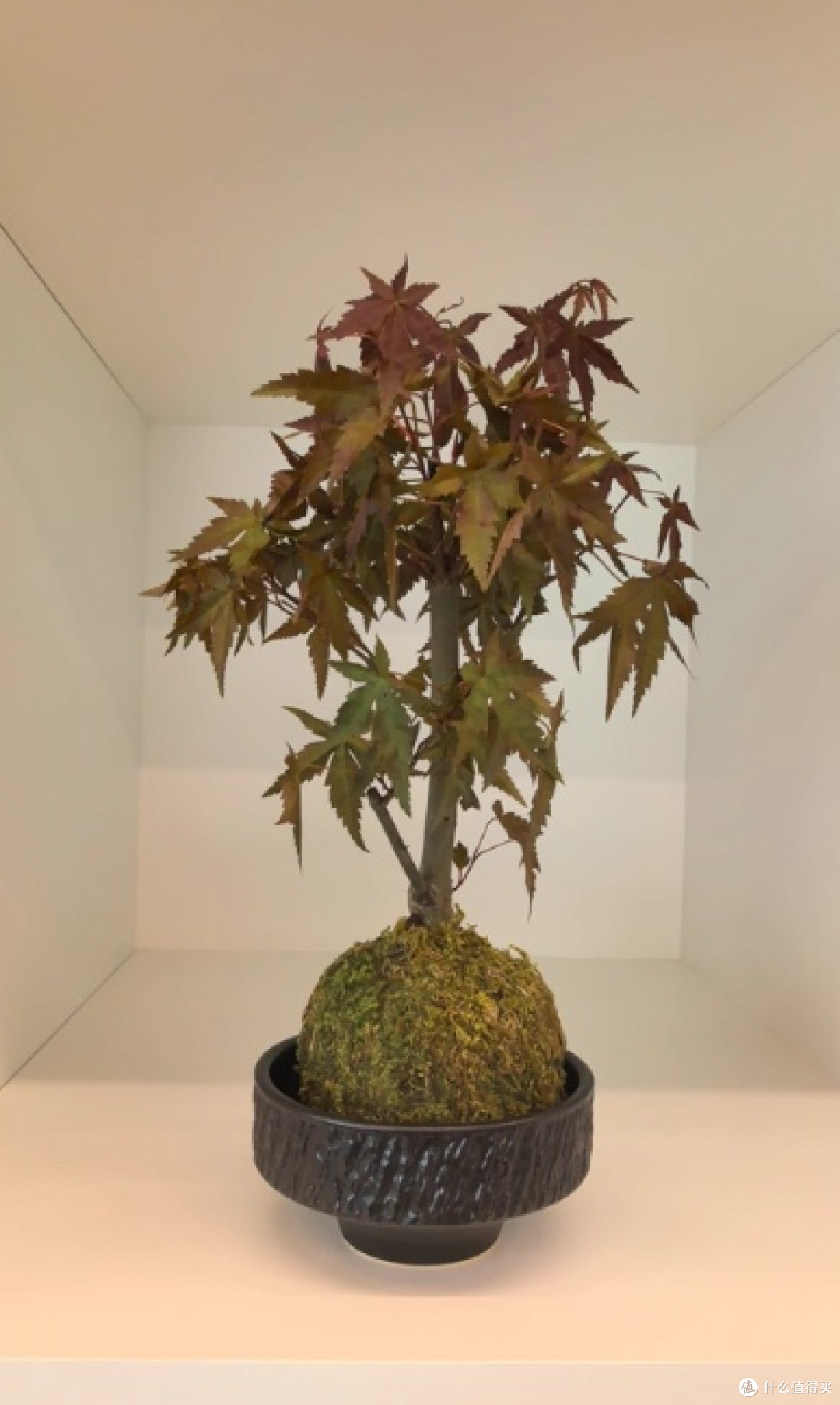 好养活绿植超实用,节日送礼超贴心👏