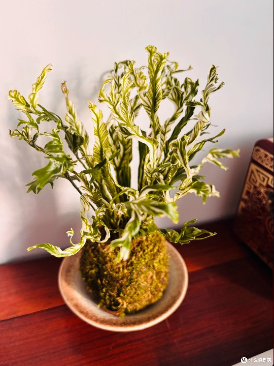 好养活绿植超实用,节日送礼超贴心👏