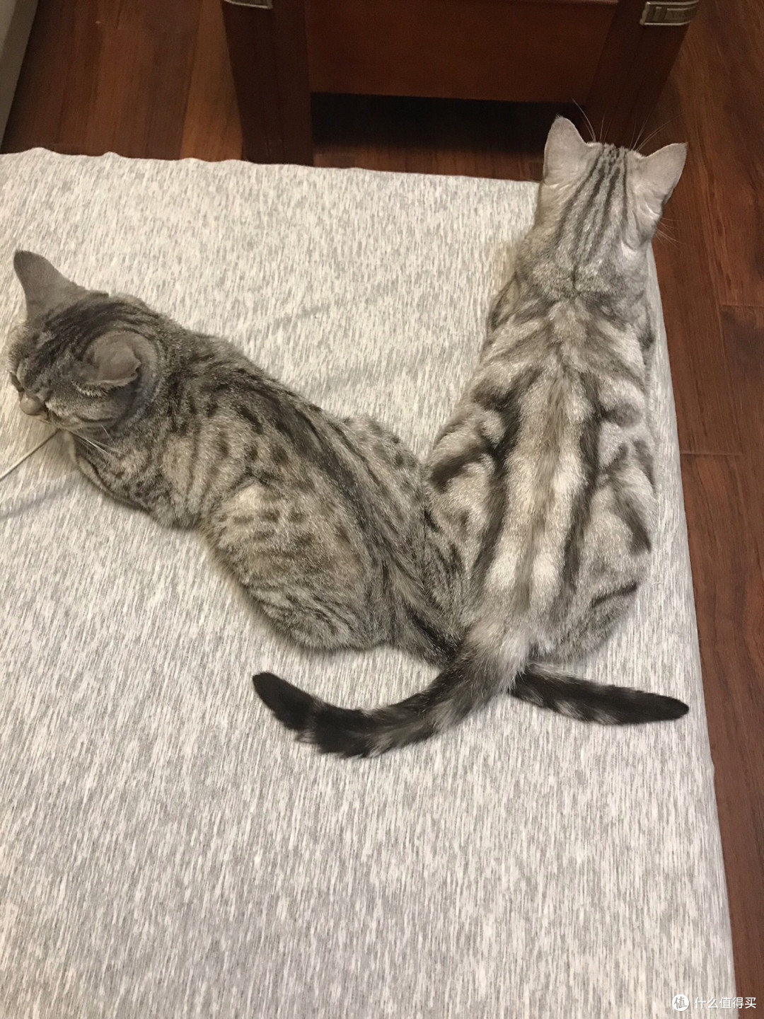 麦富迪barf霸弗猫粮：成幼猫通用的营养全价粮