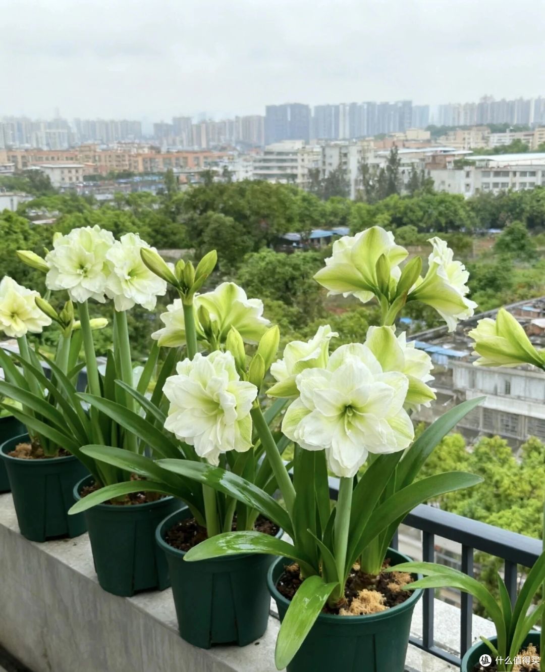 女子晒“雨中的阿弗雷”，仙气飘飘，网友：好看的不讲道理！