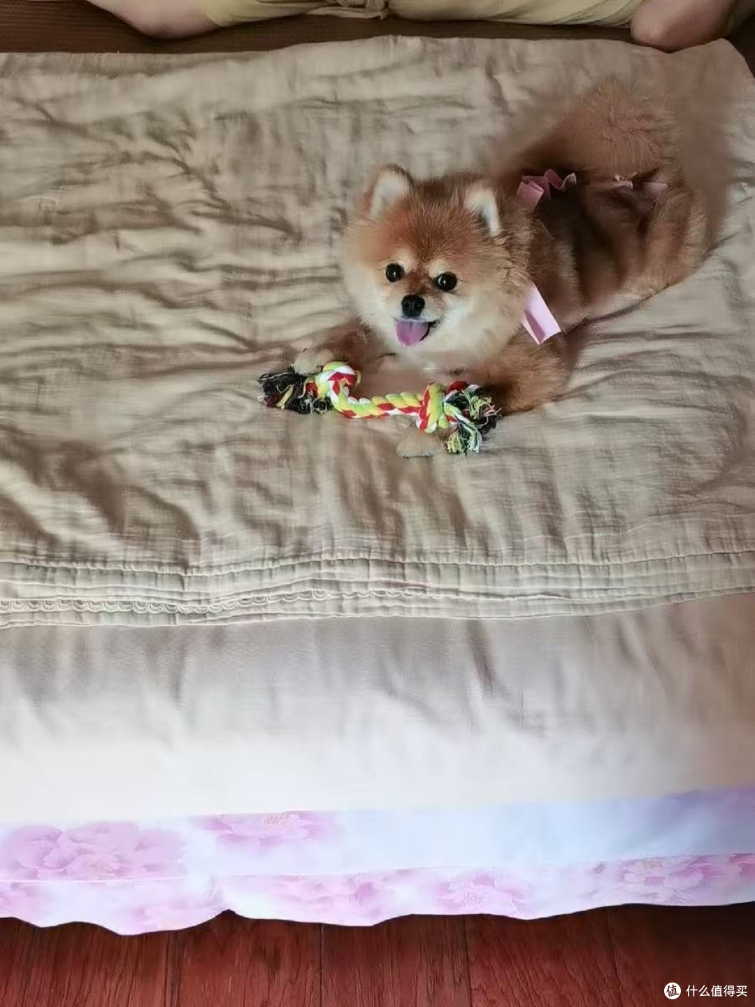 冠能成犬狗粮:我家狗狗的健康守护者