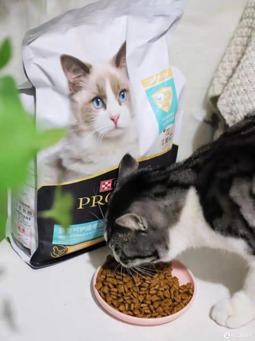 冠能猫粮让我家猫告别肠胃烦恼