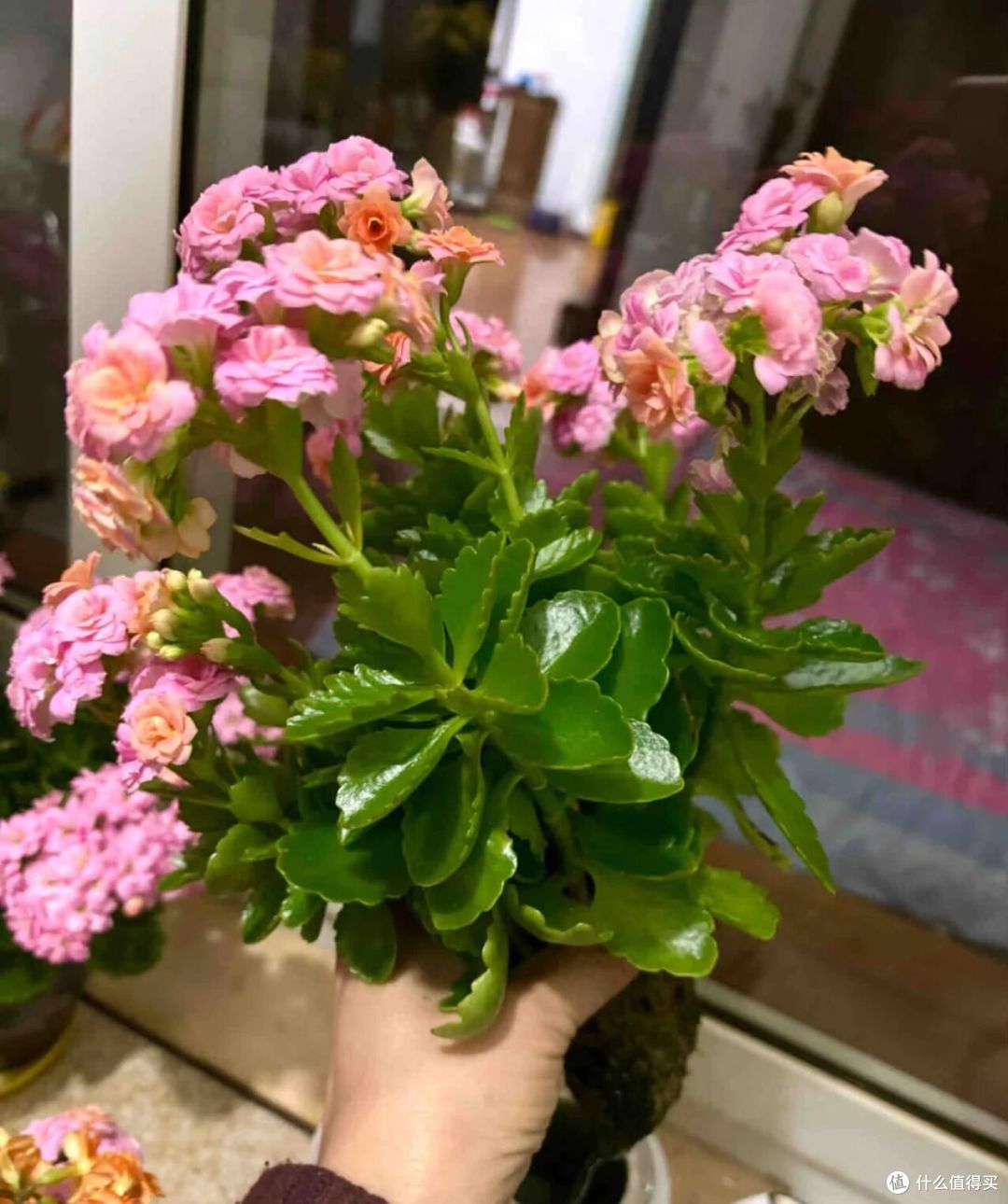 大妈自吸盆养12年的长寿花“爆花了”,花多型美:老桩盆景真美!