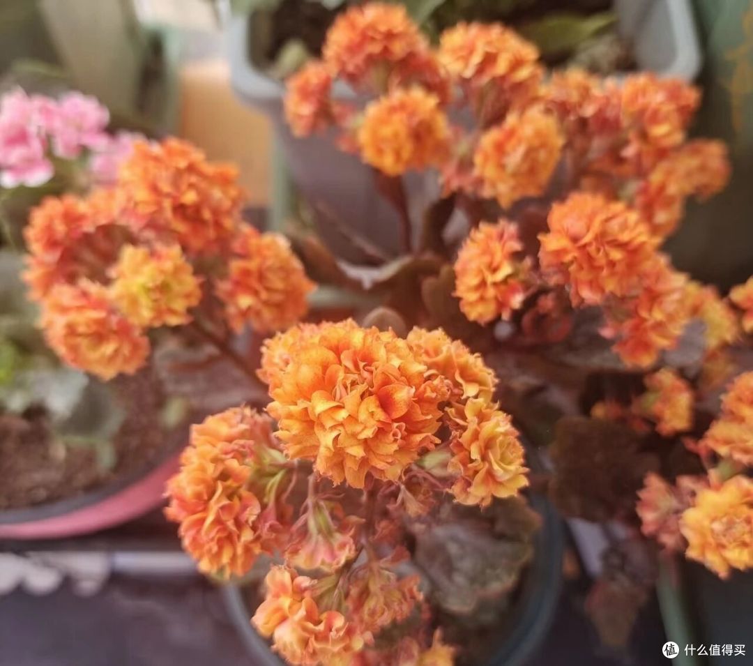 大妈自吸盆养12年的长寿花“爆花了”,花多型美:老桩盆景真美!