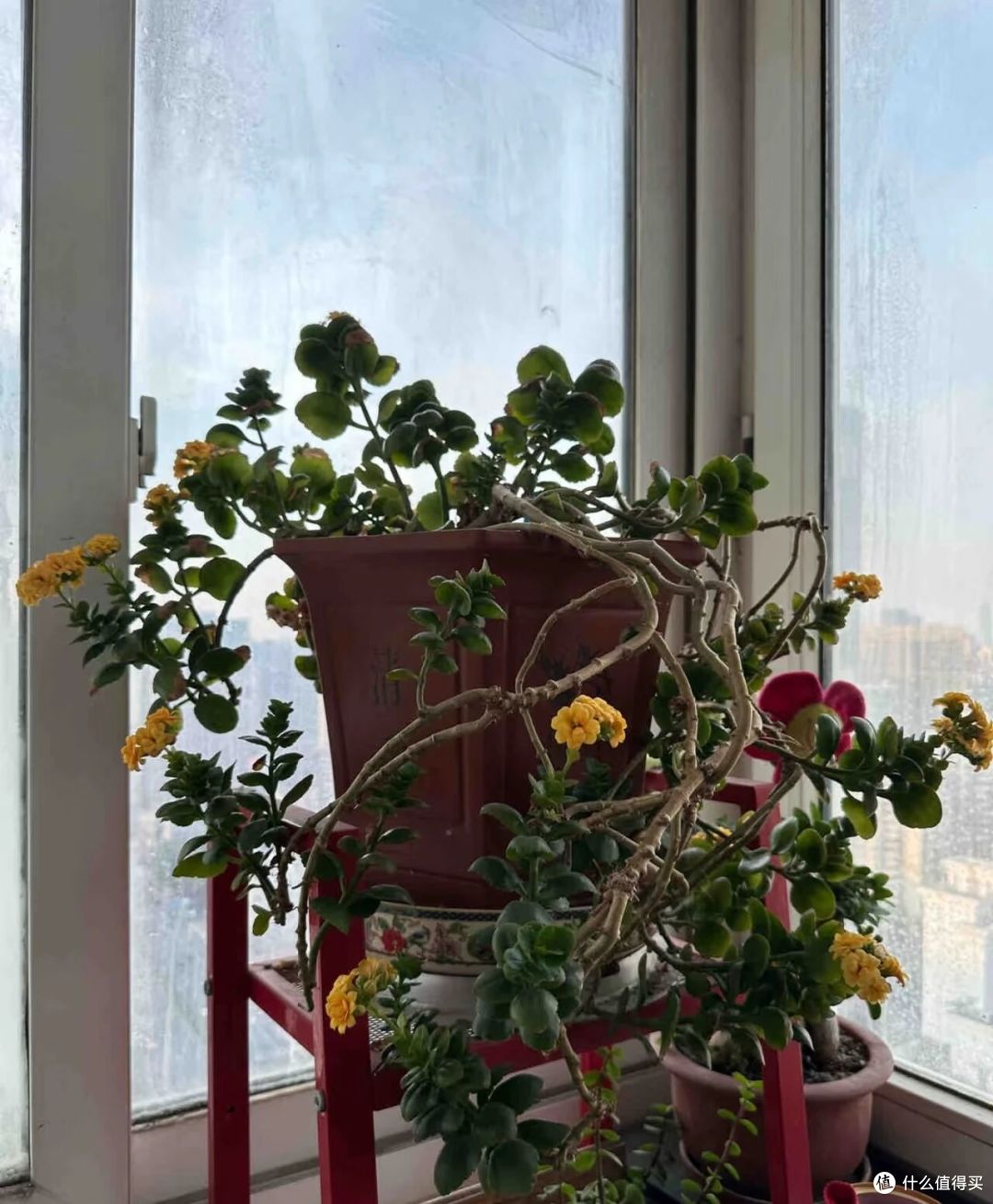 大妈自吸盆养12年的长寿花“爆花了”,花多型美:老桩盆景真美!