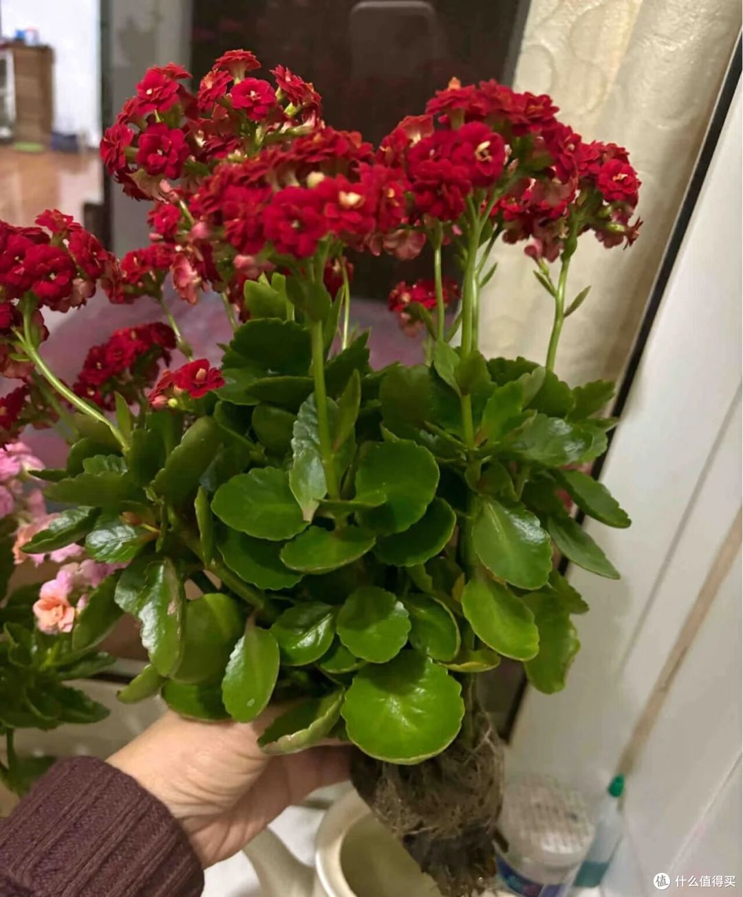 大妈自吸盆养12年的长寿花“爆花了”,花多型美:老桩盆景真美!