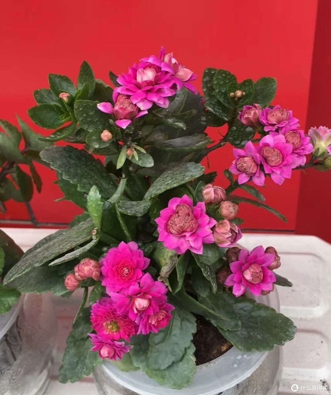 大妈自吸盆养12年的长寿花“爆花了”,花多型美:老桩盆景真美!