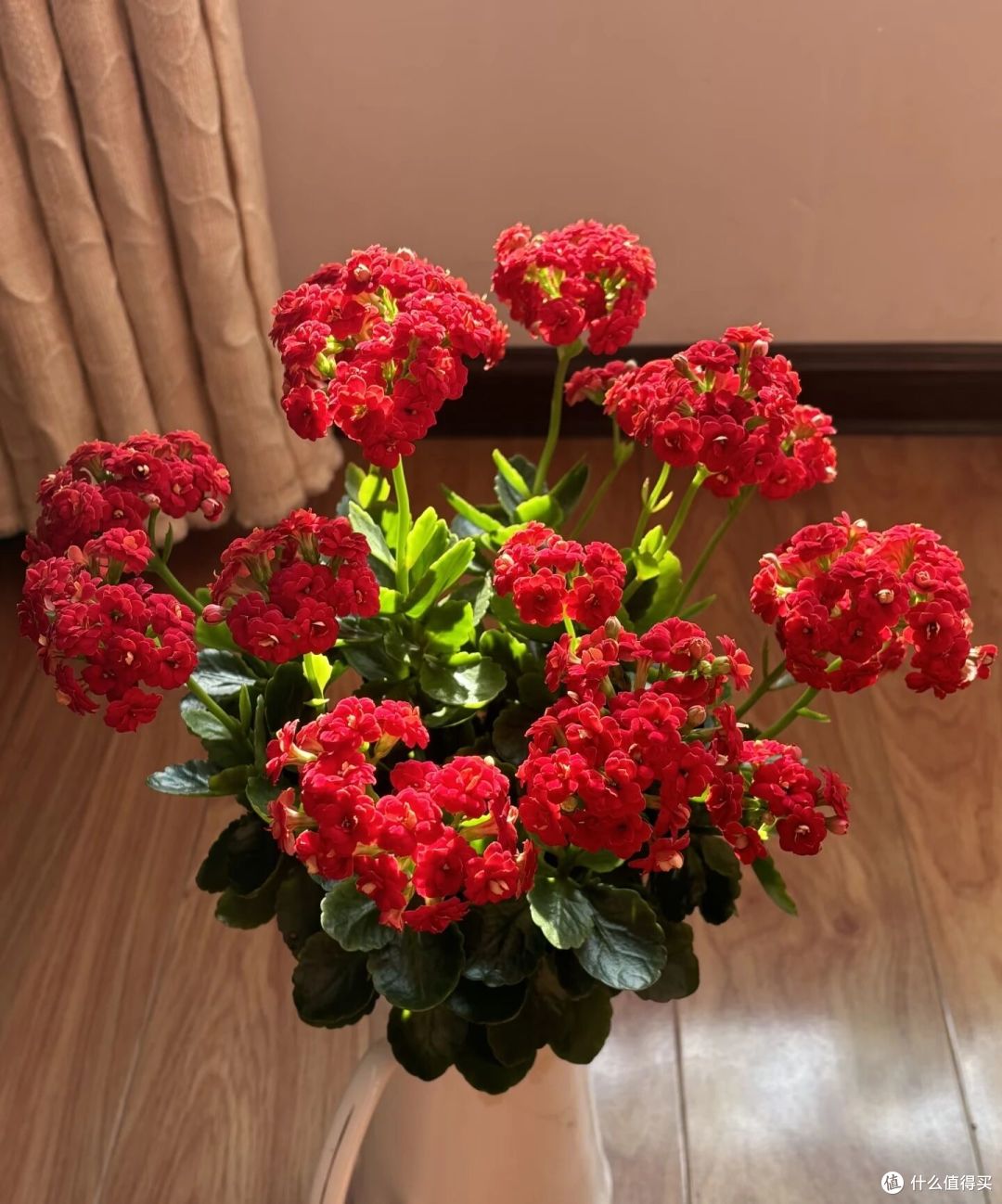 大妈自吸盆养12年的长寿花“爆花了”,花多型美:老桩盆景真美!