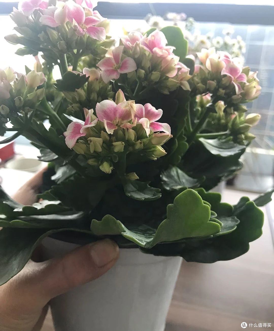 大妈自吸盆养12年的长寿花“爆花了”,花多型美:老桩盆景真美!