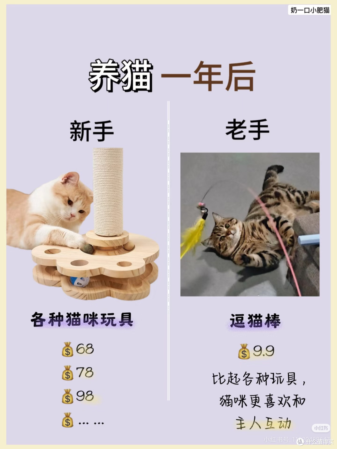 养猫小结嘻嘻