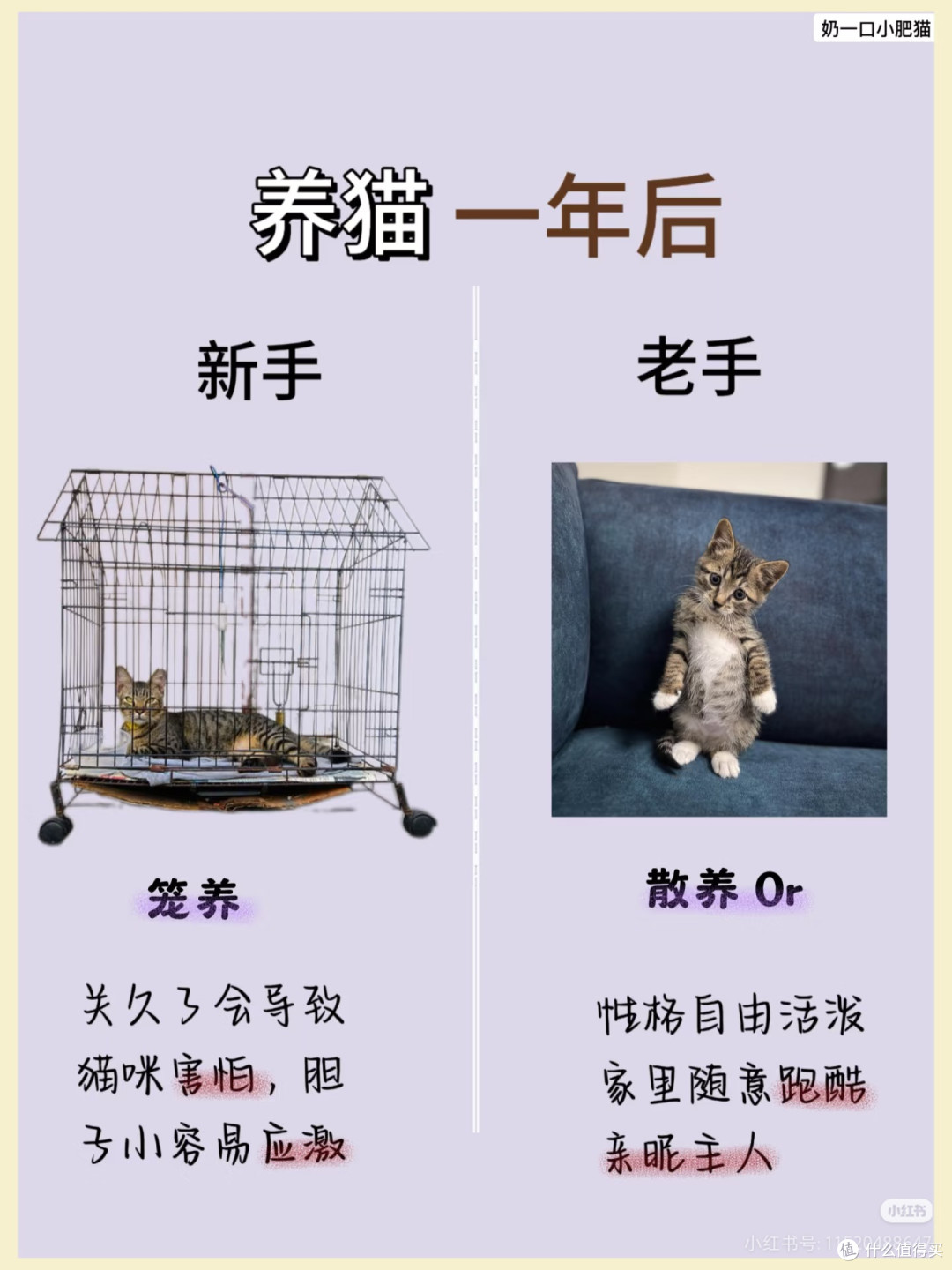 养猫小结嘻嘻