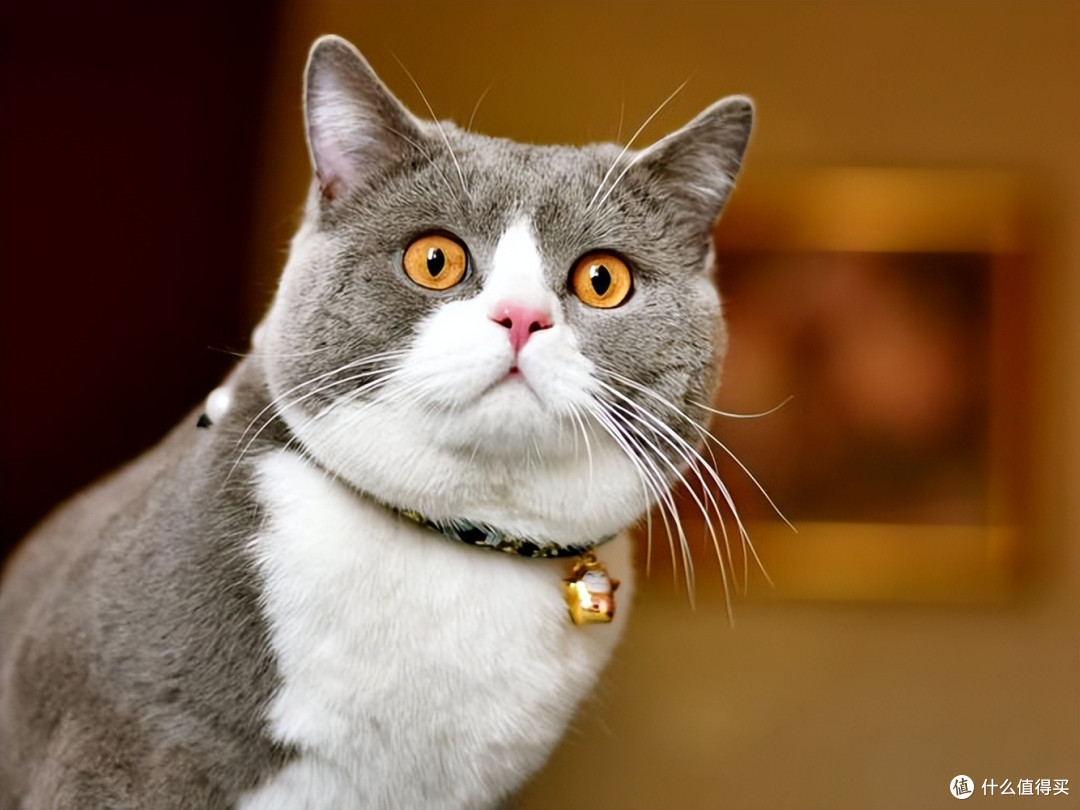 2025猫粮品牌十大排行榜出炉,按需求对号入座,闭眼囤不踩坑!