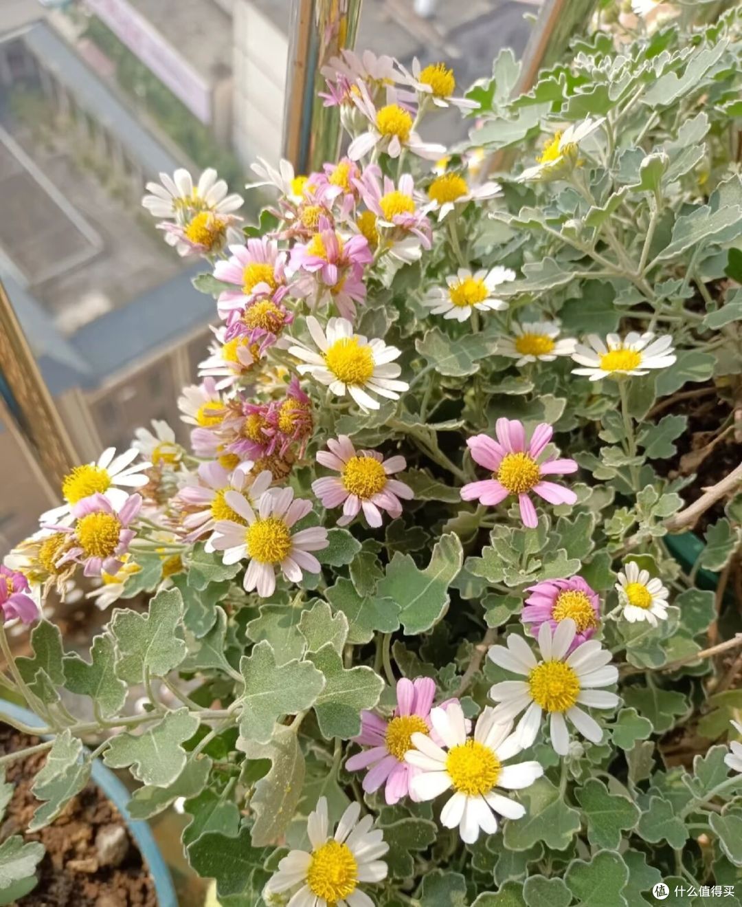 小姐姐因“爆盆小菊花”火了,花开1000朵,犹如花瀑布,真壮观!