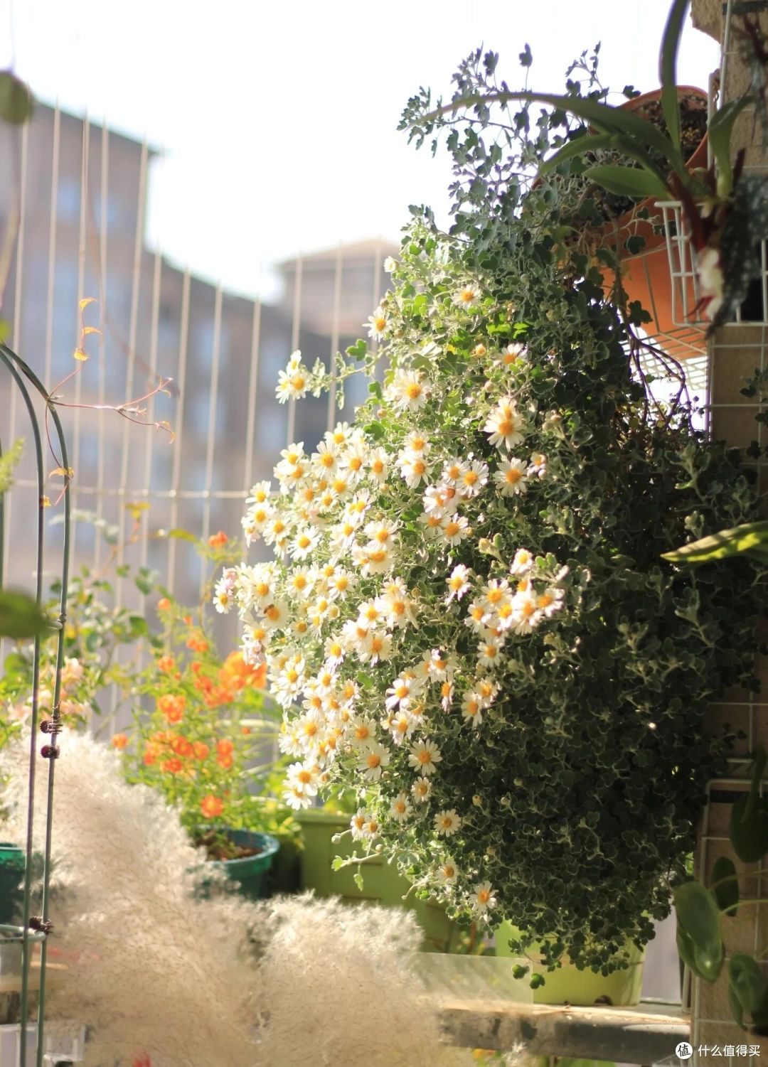 小姐姐因“爆盆小菊花”火了,花开1000朵,犹如花瀑布,真壮观!