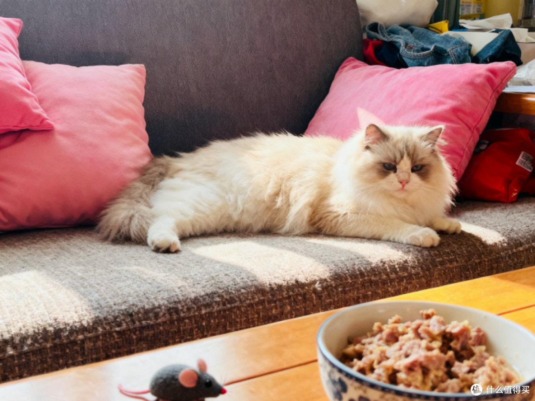自制猫饭怎么做?懒人自制猫饭教程包学会,附上成猫自制猫饭食谱