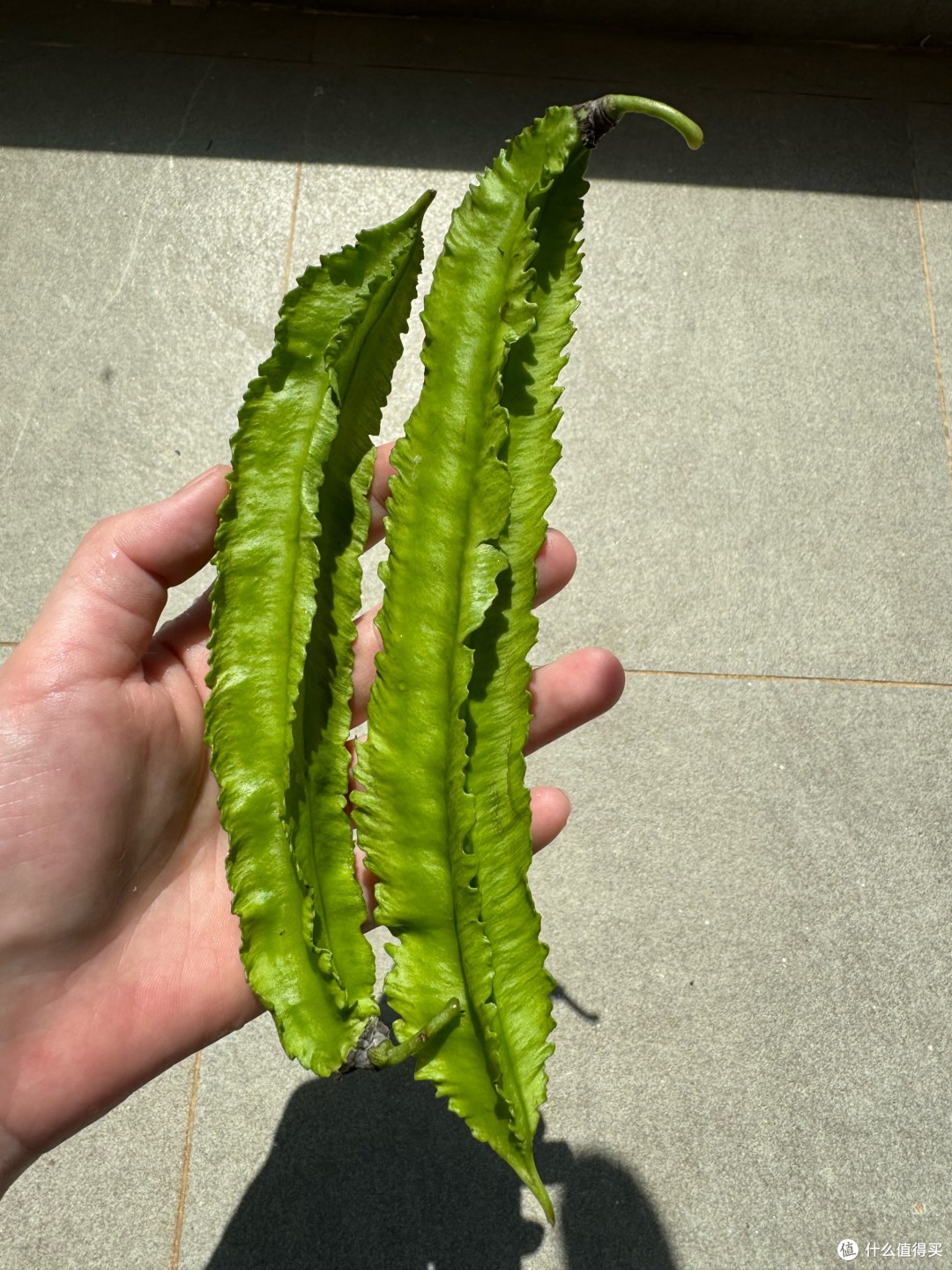 中国10种比较少见的蔬菜,吃过5种以上是行家,看看你吃过哪几种