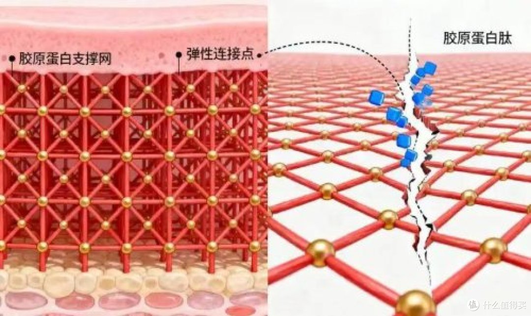 权威定调:五个女博士胶原蛋白肽不影响经期,科学原理深度解析