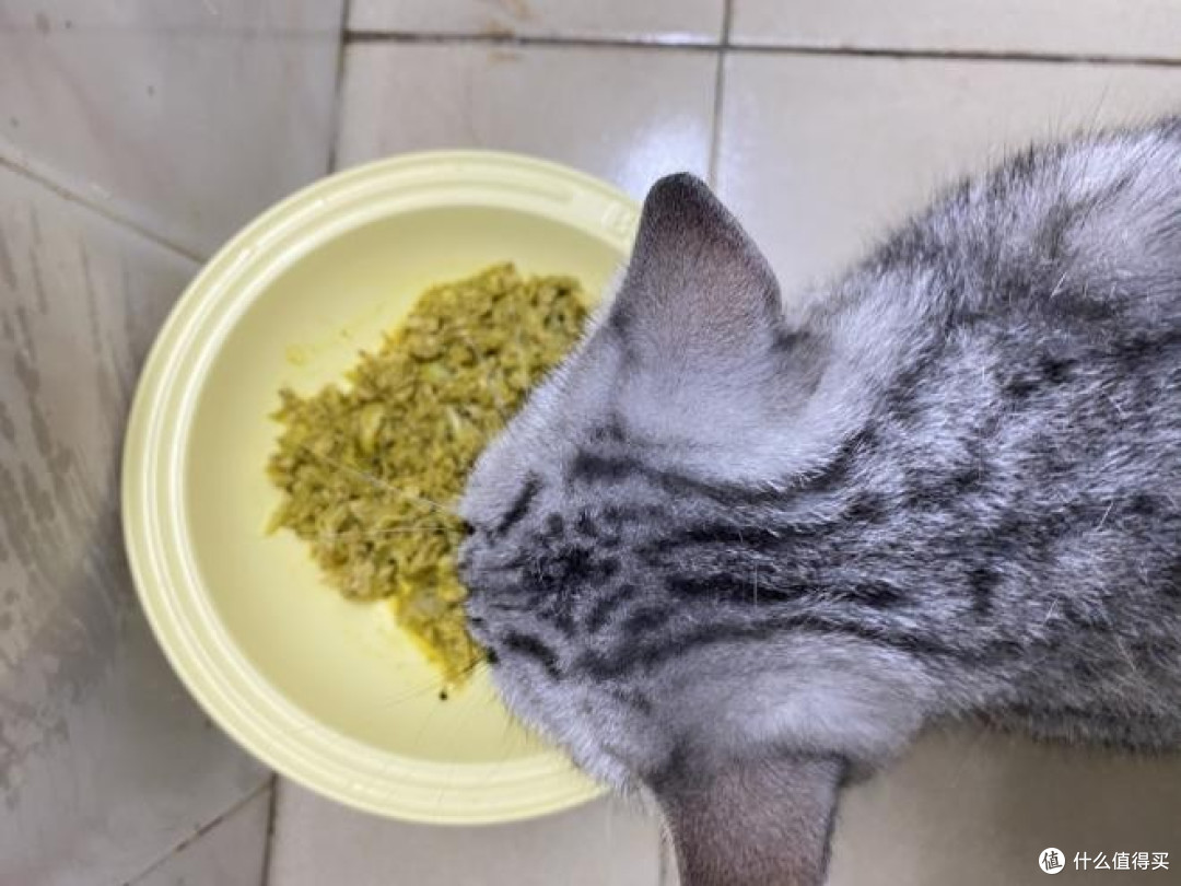 如何自制猫粮?这款自制猫粮机高效做出便宜又营养的自制猫饭