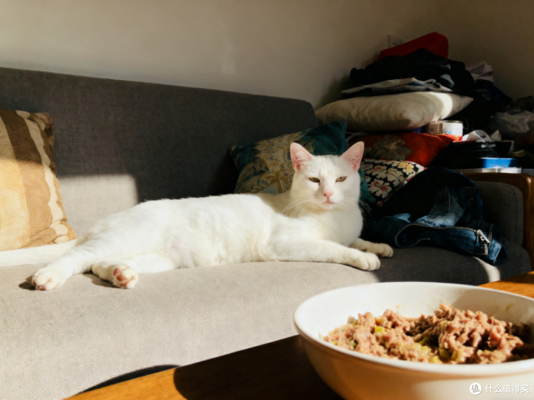 自制猫饭适合懒人吗?万能搭配公式请查收!附上自制猫饭食谱大全
