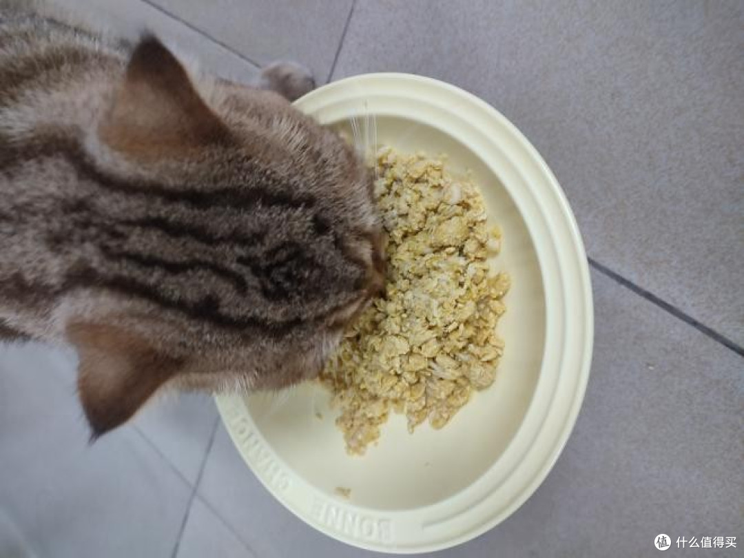 猫咪自制猫饭一个月要花多少钱?这份穷人猫饭最简单配方分享给你