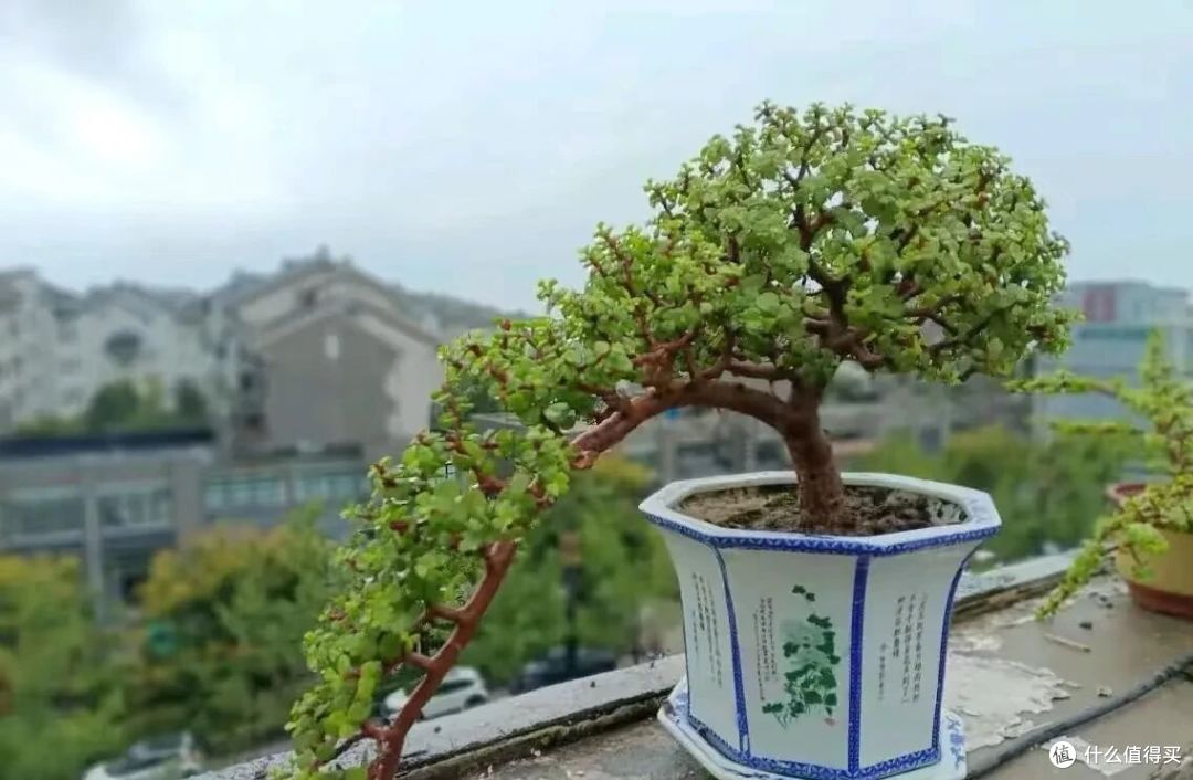 男子的金枝玉叶盆景“盆盆精致”,太会造型了,网友:高手教我!