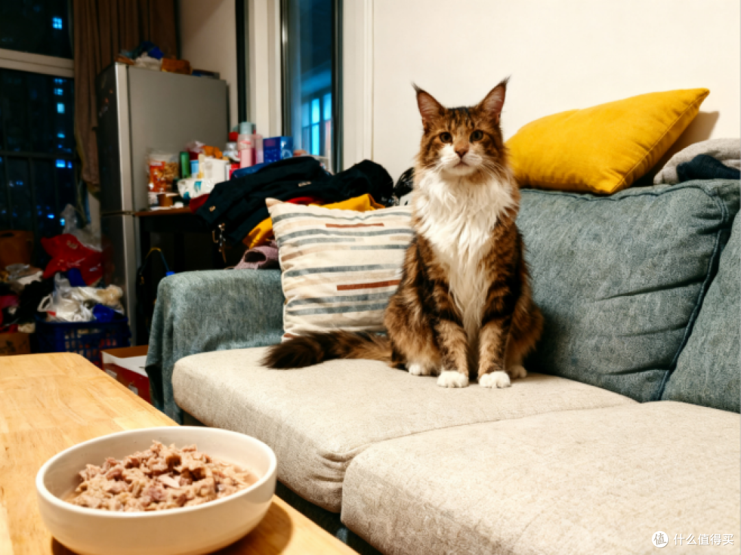 猫咪自制猫饭一个月要花多少钱?这份穷人猫饭最简单配方分享给你