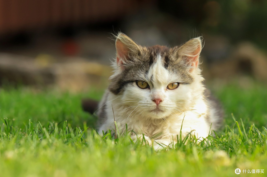 冻干猫粮真能补充营养吗?猫粮哪个牌子安全又便宜?冻干猫粮推荐