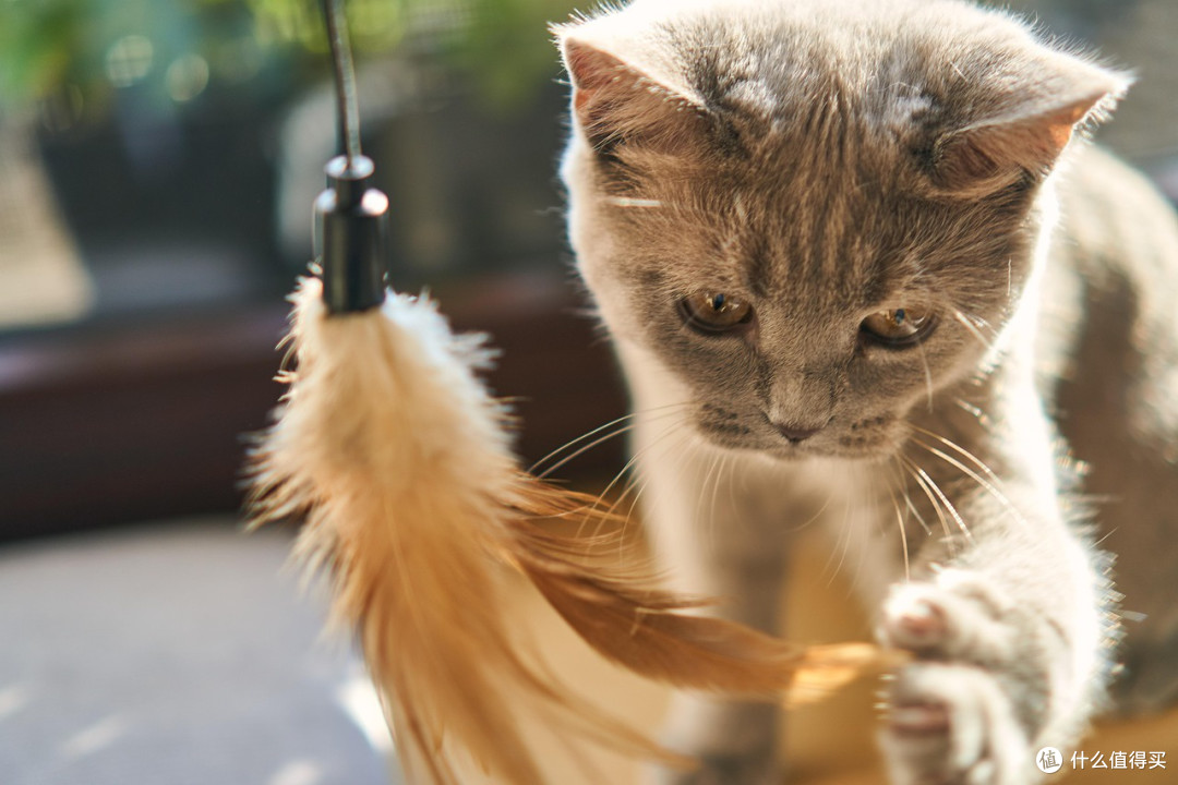 冻干猫粮喂养利弊:猫粮什么牌子好又便宜?十大最好冻干猫粮推荐