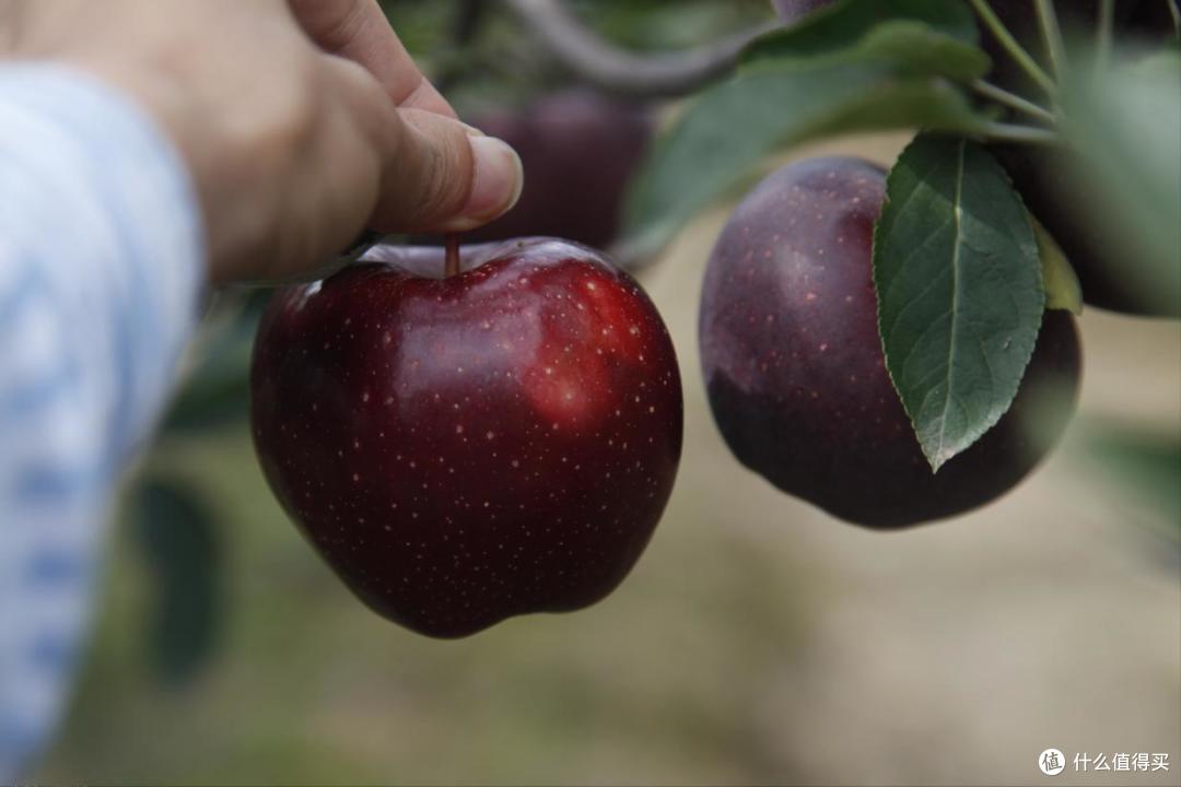 中国,哪的“苹果”最好吃?经评选,这10大产区上榜,有你家乡吗