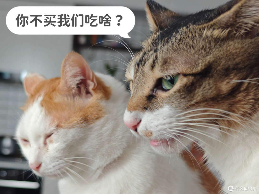 在值得买跟对的人,就能轻松帮猫猫囤了半年的吃喝拉撒