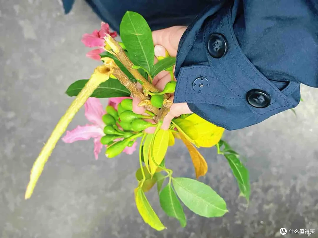 现在的季节可挑选哪些好看、好打理的鲜花绿植,点亮家里的空间?
