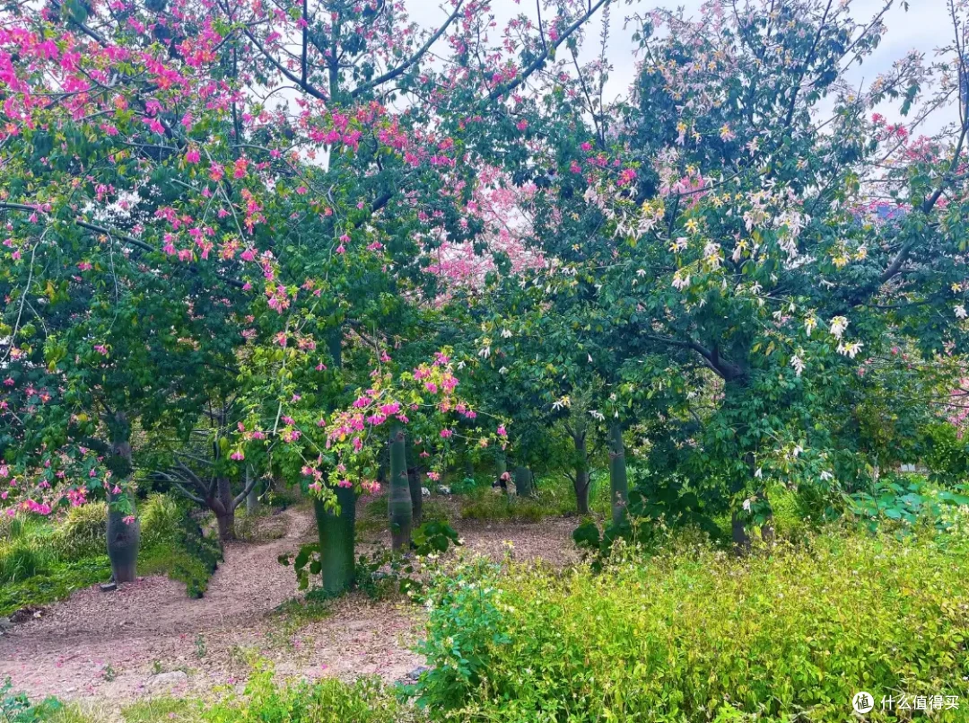 现在的季节可挑选哪些好看、好打理的鲜花绿植,点亮家里的空间?