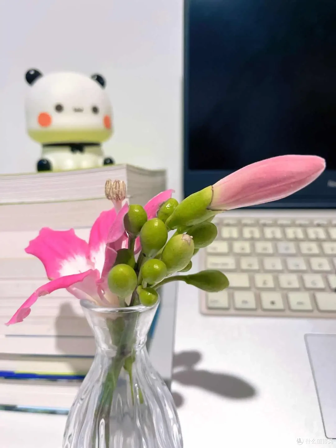 现在的季节可挑选哪些好看、好打理的鲜花绿植,点亮家里的空间?