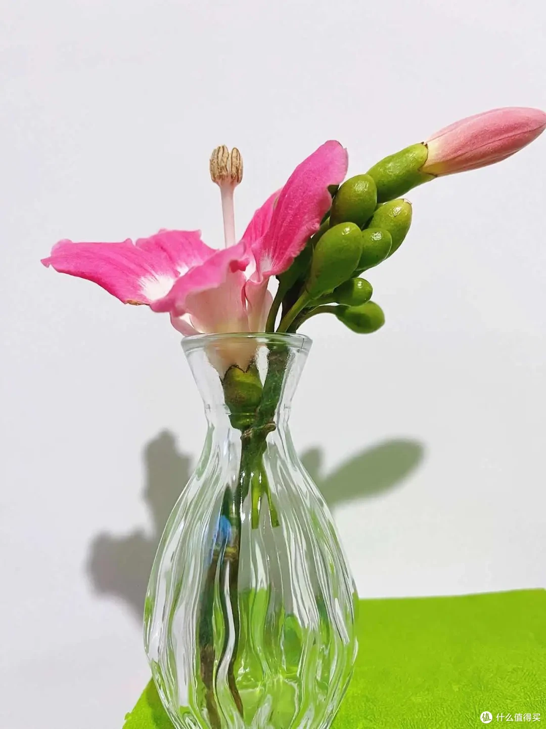 现在的季节可挑选哪些好看、好打理的鲜花绿植,点亮家里的空间?