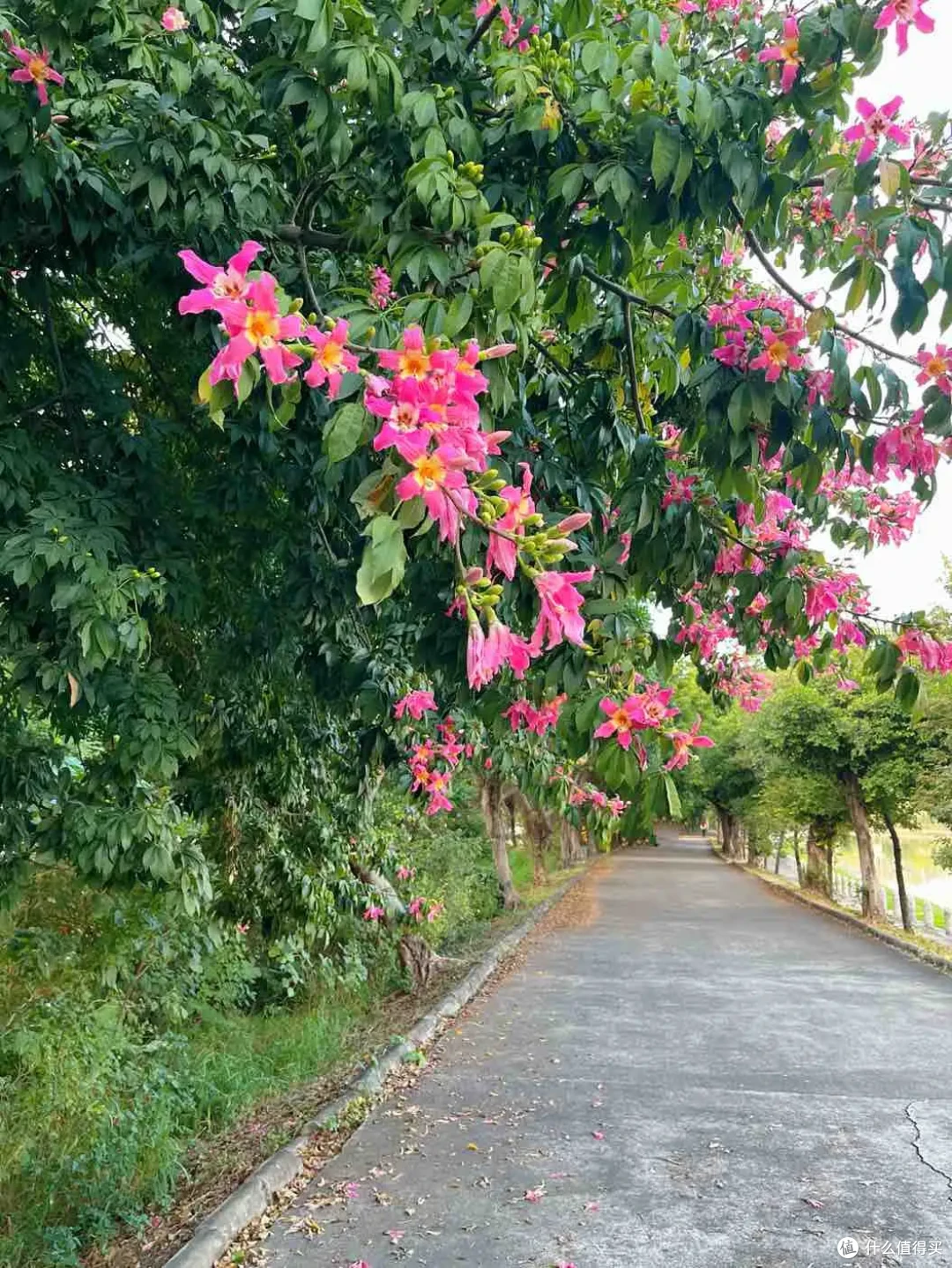 现在的季节可挑选哪些好看、好打理的鲜花绿植,点亮家里的空间?