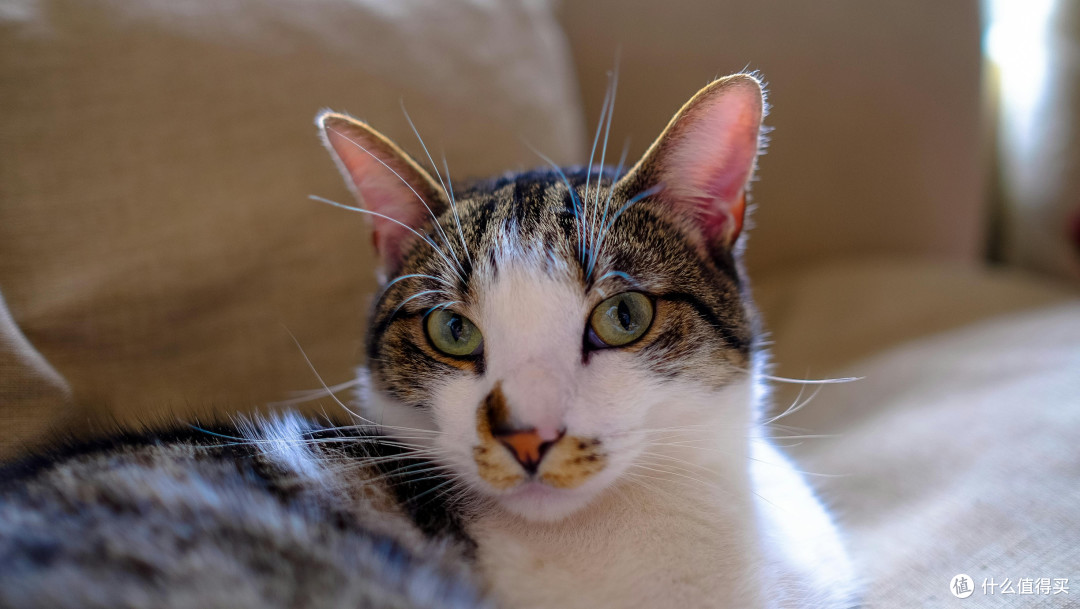 什么牌子的猫粮比较好性价比高？2025年央视认证的健康烘猫粮推荐