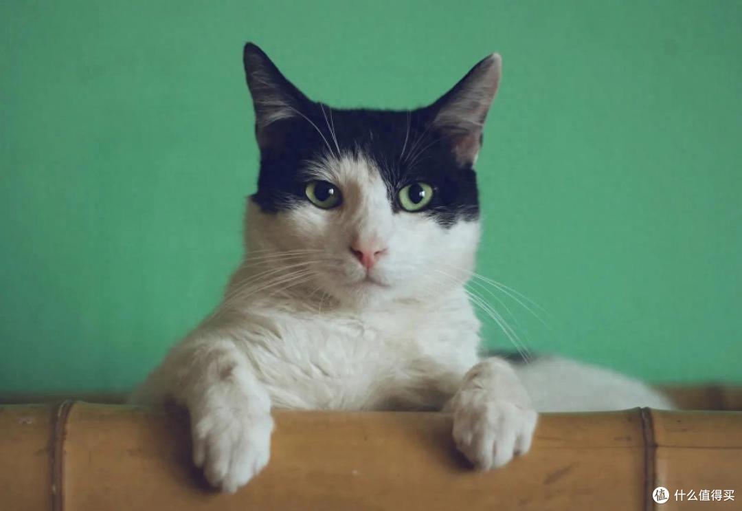 猫咪掉毛怎么处理?哪款猫粮可以缓解掉毛?