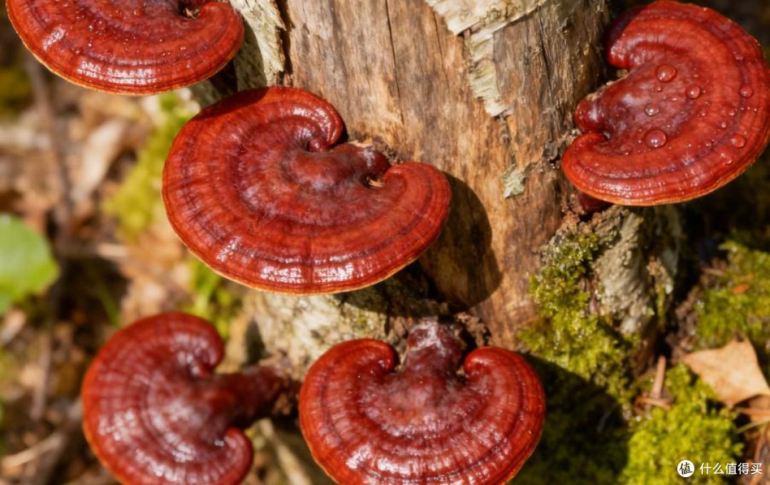 央视十大放心灵芝孢子油:真实筛选与科学解读,理性选择信赖品牌