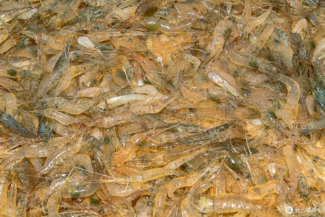 正在“消失”的8种河鲜，全吃过的都当爸妈了