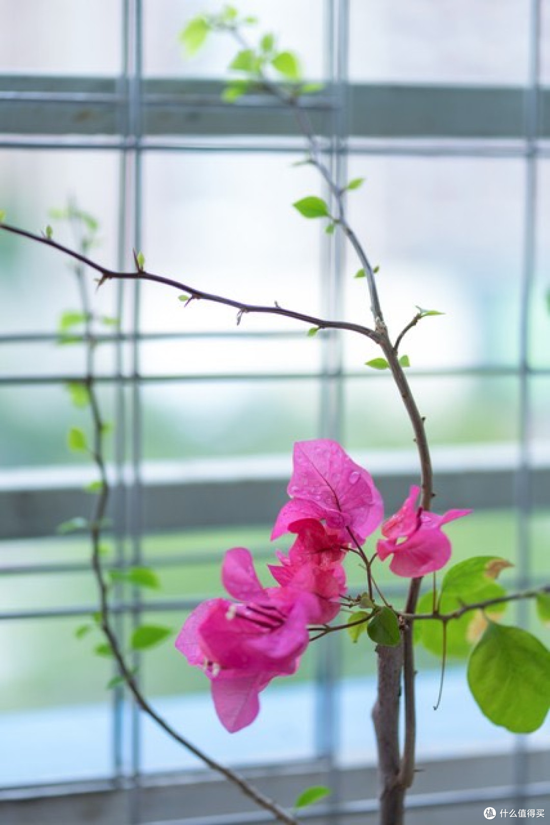 1㎡书架改造绿植墙,我的居家治愈小角落诞生记