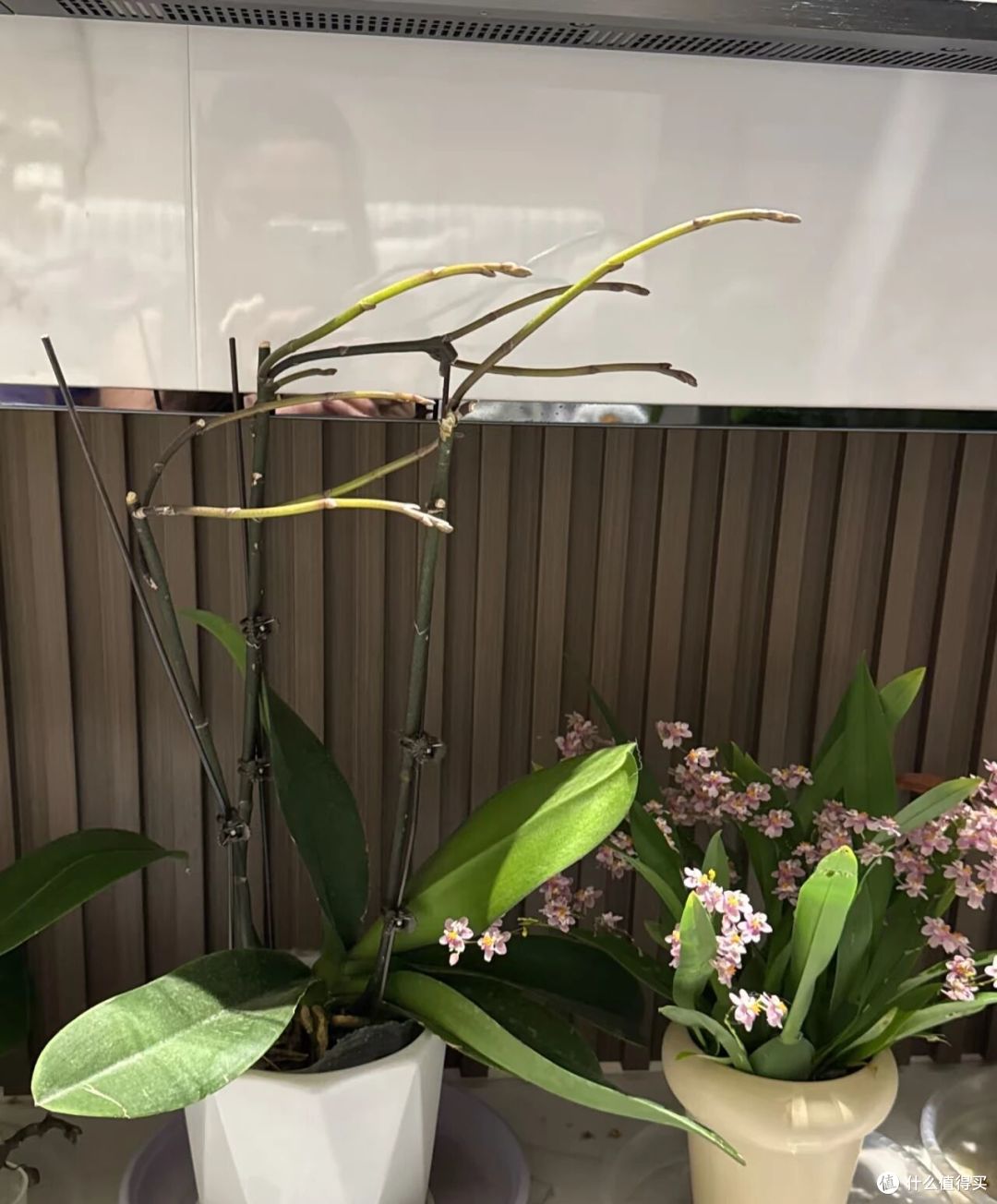 新疆一女子，蝴蝶兰“花梗变龙爪”，野性十足，网友：成精了！