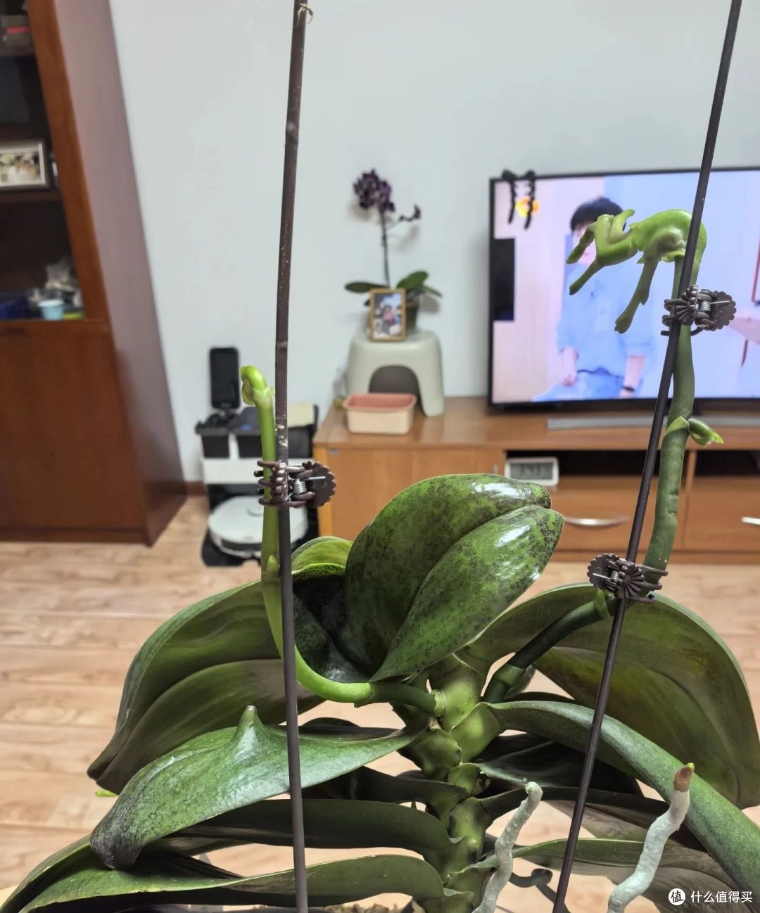 新疆一女子，蝴蝶兰“花梗变龙爪”，野性十足，网友：成精了！
