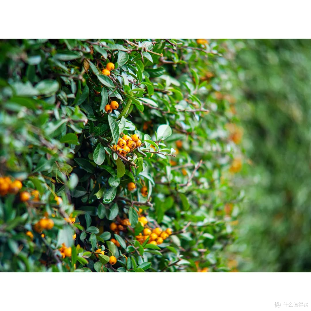 越玩越上头的超小相机:Pentax Auto 110分享,小小的也很可爱!
